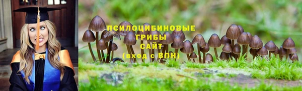 PSILOCYBIN Бородино